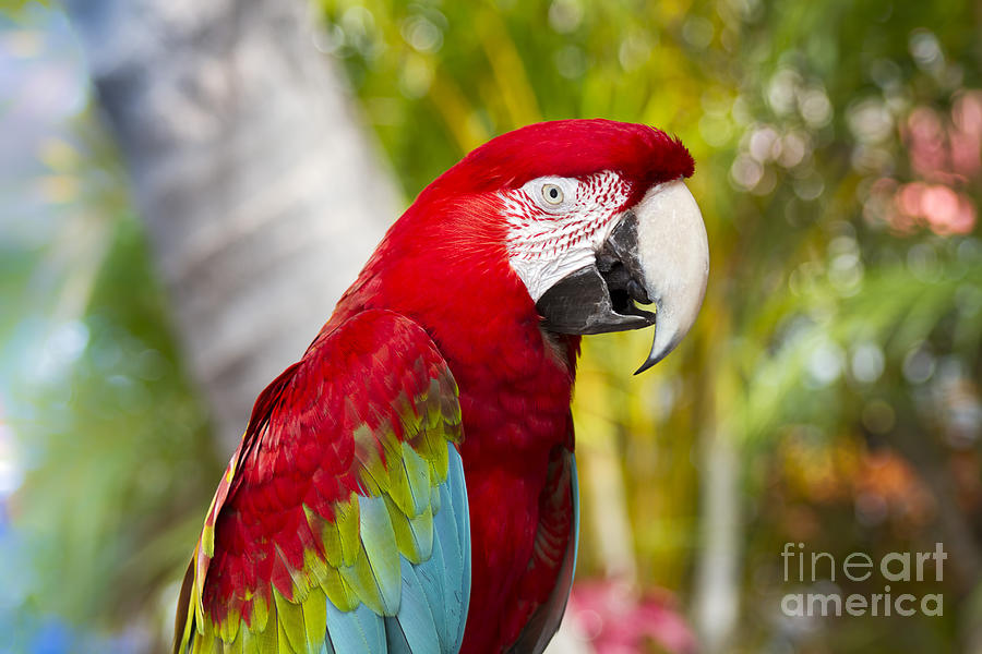 Green Winged Macaw Ara Chloropterus Photograph by Sharon Mau