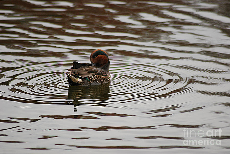 Green-winged Teal 201311109_98 Photograph by Tina Hopkins