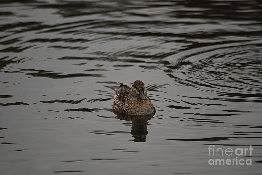 Green-winged Teal 201311109_99 Photograph by Tina Hopkins