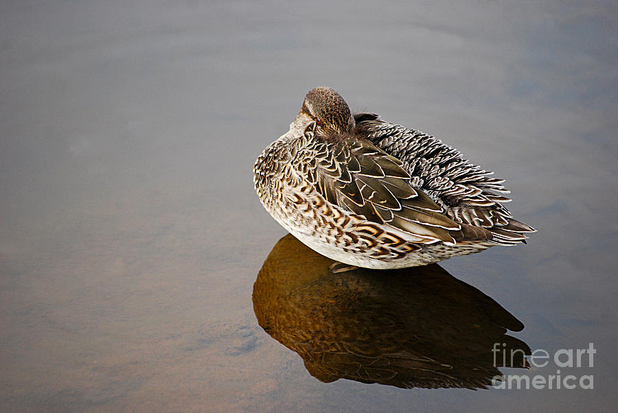 Green-winged Teal 20131220_25 Photograph by Tina Hopkins