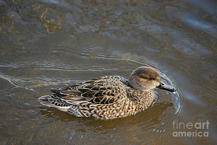 Green-winged Teal 20131224_25 Photograph by Tina Hopkins