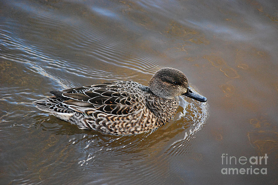 Green-winged Teal 20131224_26 Photograph by Tina Hopkins