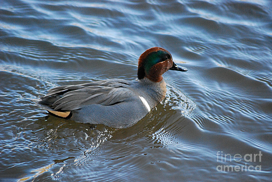 Green-winged Teal 20131224_28 Photograph by Tina Hopkins