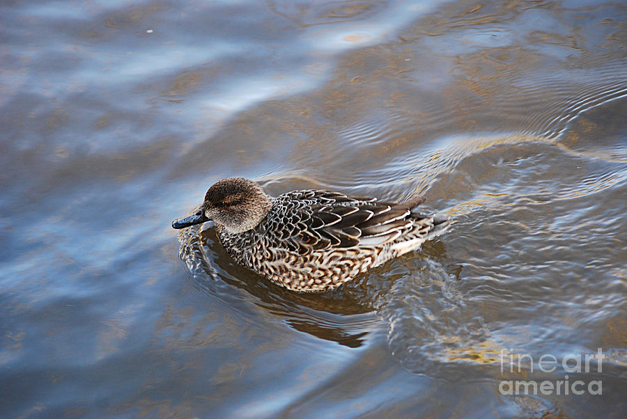Green-winged Teal 20131224_30 Photograph by Tina Hopkins