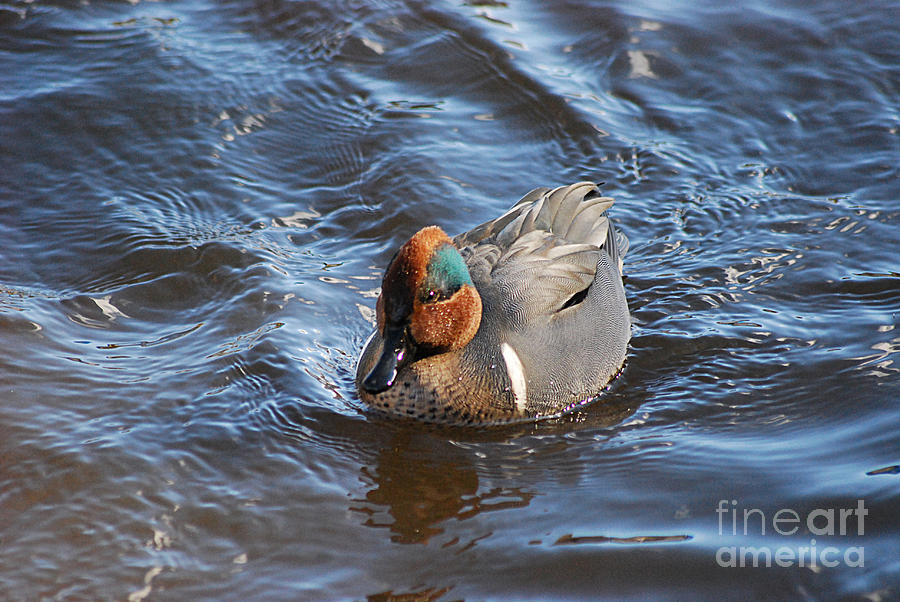 Green-winged Teal 20131224_42 Photograph by Tina Hopkins