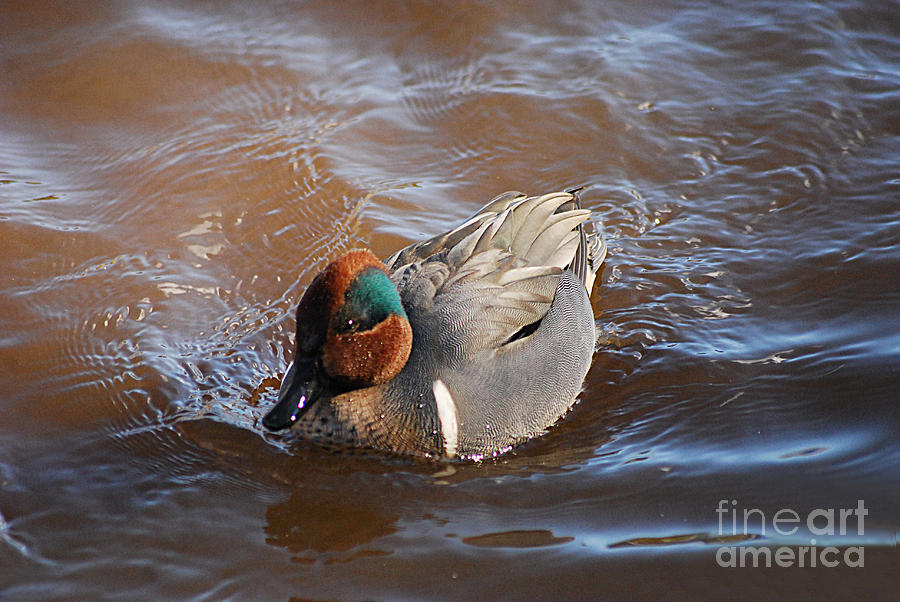 Green-winged Teal 20131224_43 Photograph by Tina Hopkins