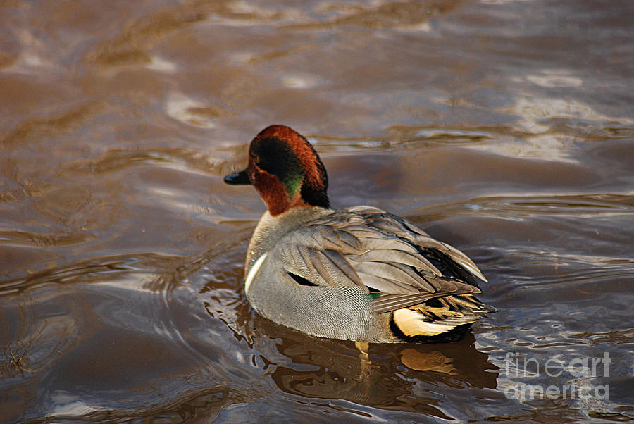 Green-winged Teal 20131224_49 Photograph by Tina Hopkins
