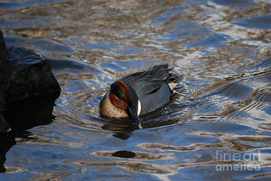 Green-winged Teal 20131224_55 Photograph by Tina Hopkins