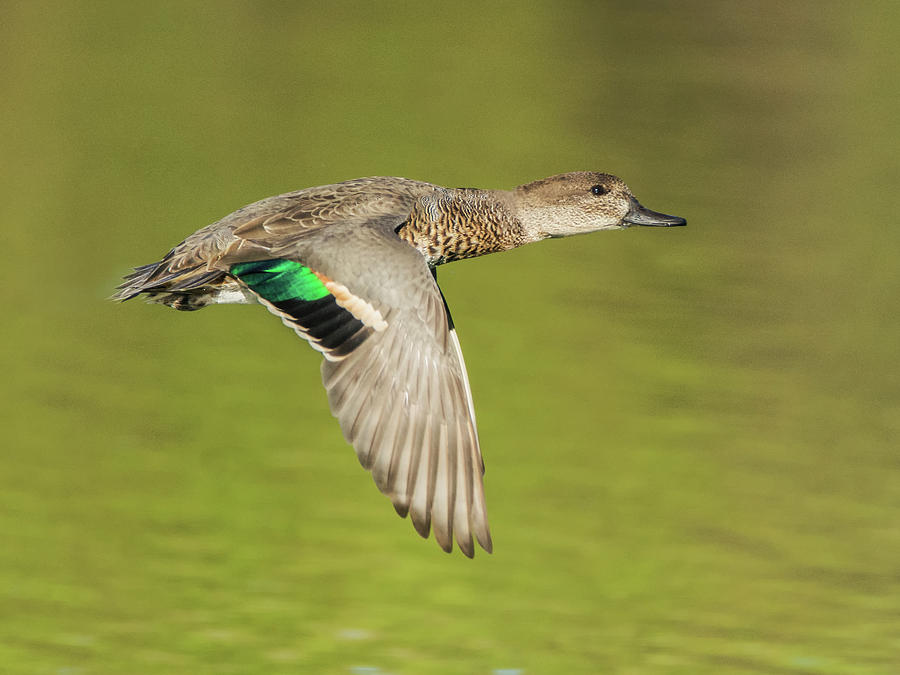 Green-winged Teal 6320-100217-2cr Photograph by Tam Ryan