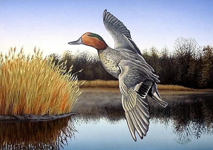 Green-Winged Teal Painting by Anthony J Padgett