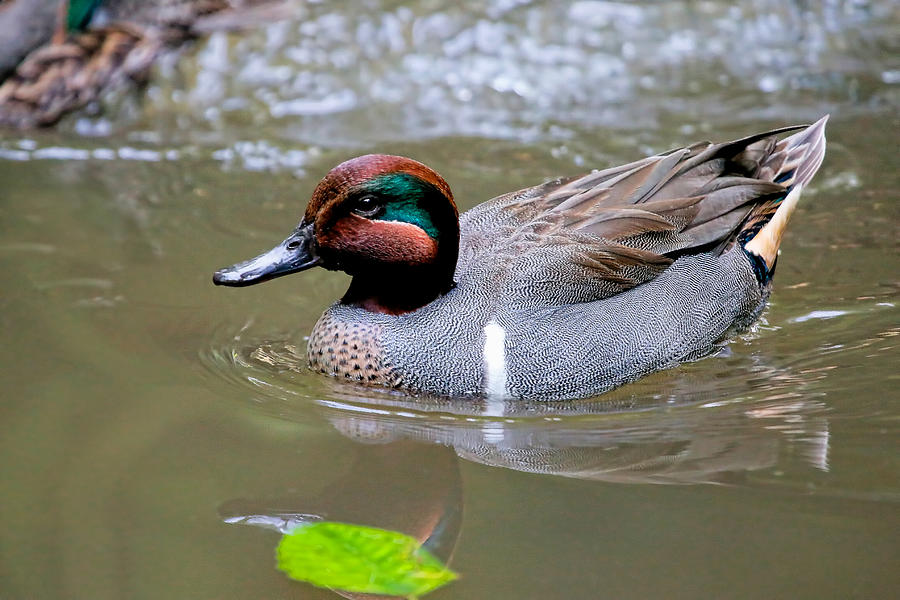 Green-Winged Teal Photograph by Athena Mckinzie | Fine Art America