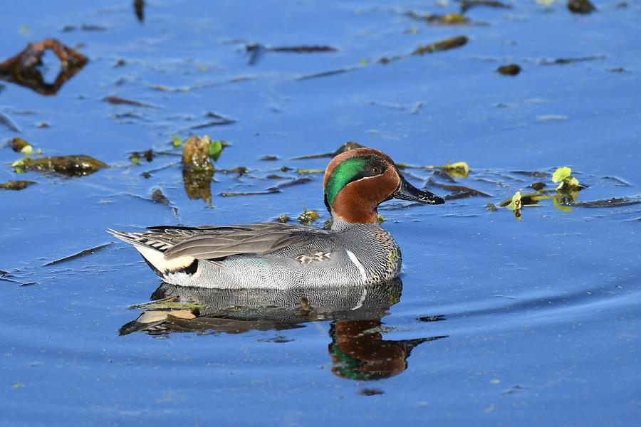 Green-winged Teal Photograph by David Campione