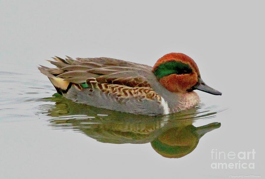 Green Winged Teal Duck Photograph by Lowell Stevens - Fine Art America