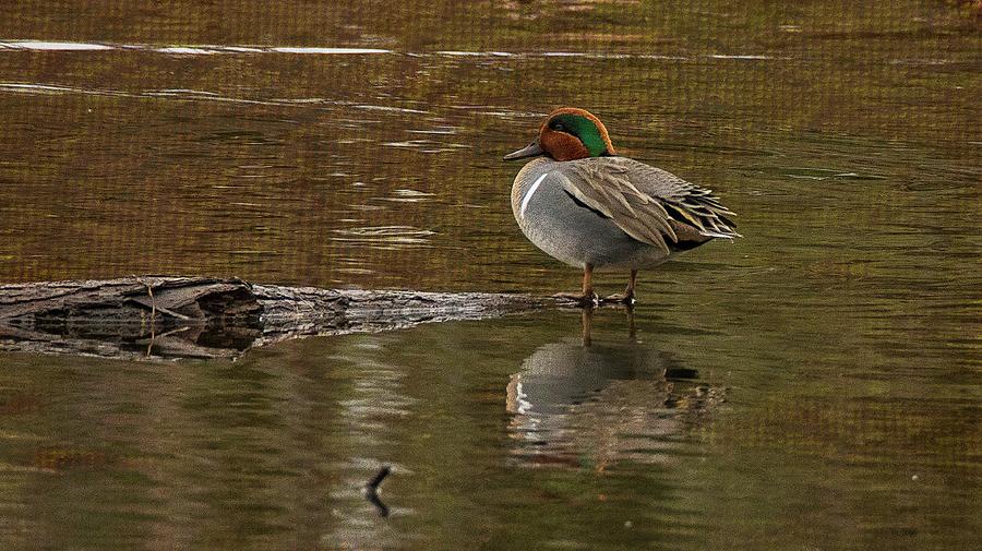 Duck Photograph - Green Winged Teal by Geraldine DeBoer