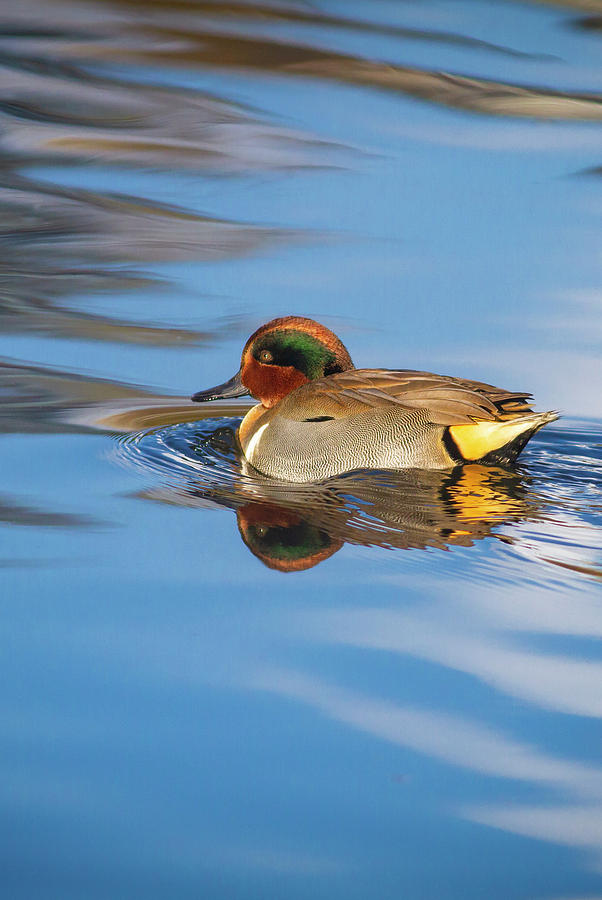 Green-winged Teal in pretty water Photograph by Mark Miller
