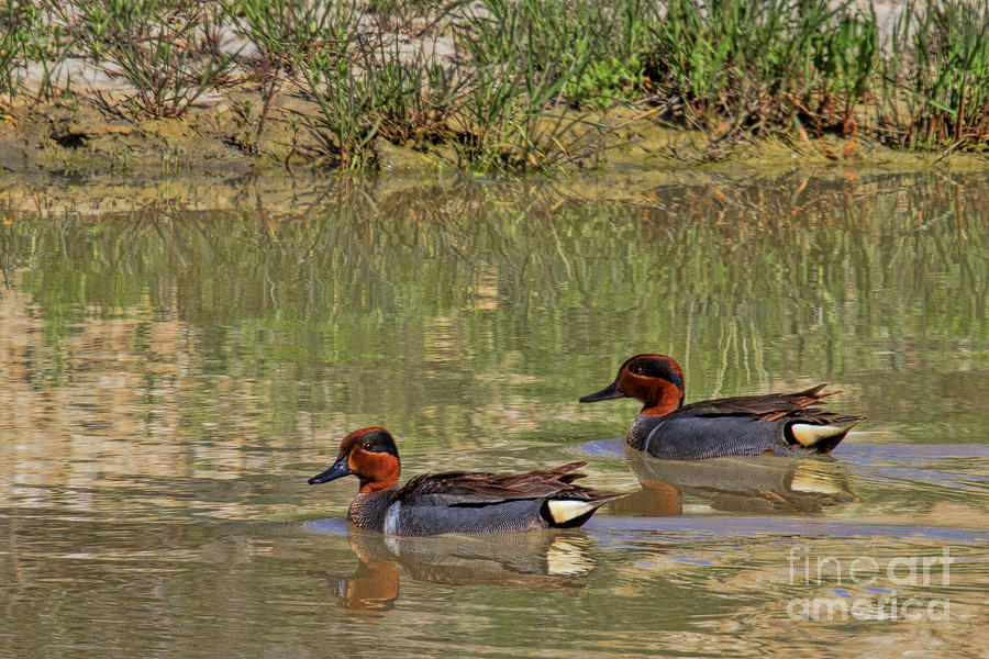 Green Winged Teal Photograph by Jim Garrison