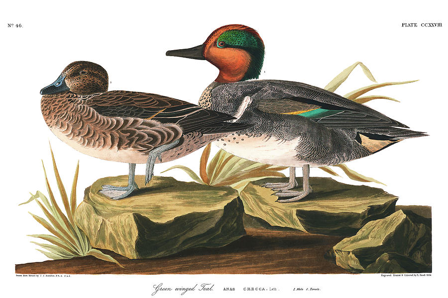 Green winged Teal Painting by John James Audubon | Fine Art America