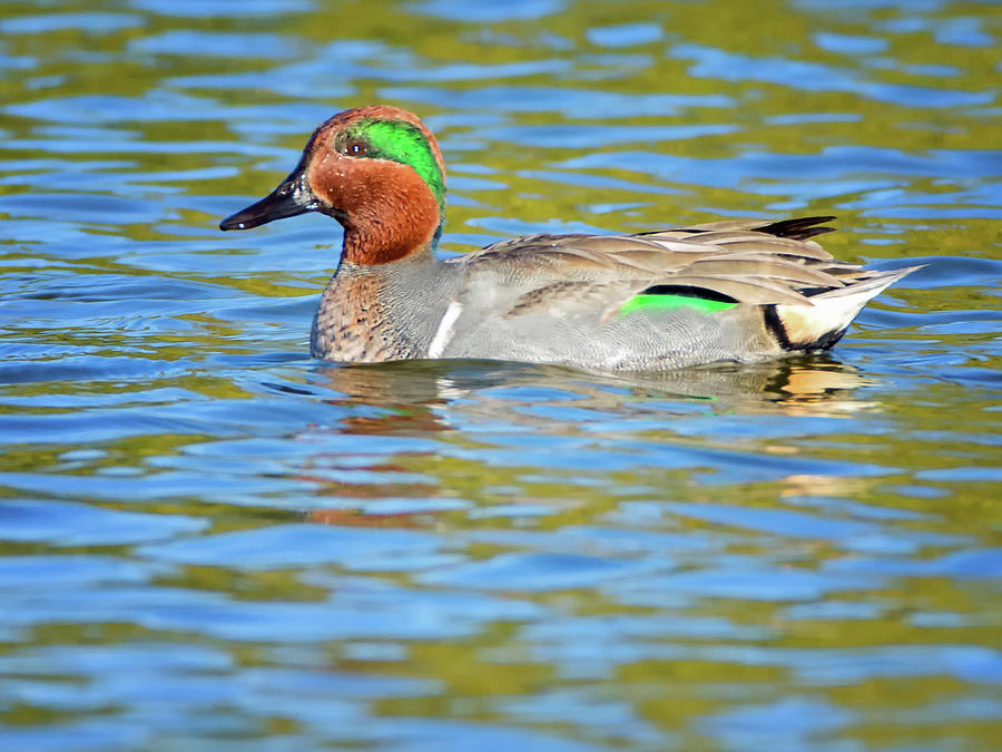 Green Winged Teal Photograph by Tam Ryan