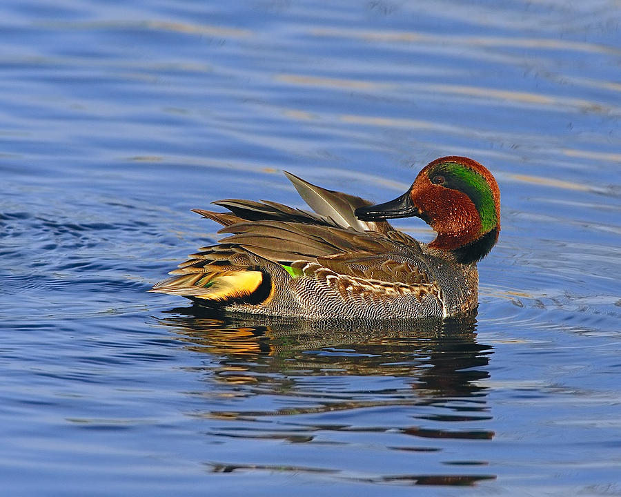 Green-winged Teal Photograph by Tony Beck