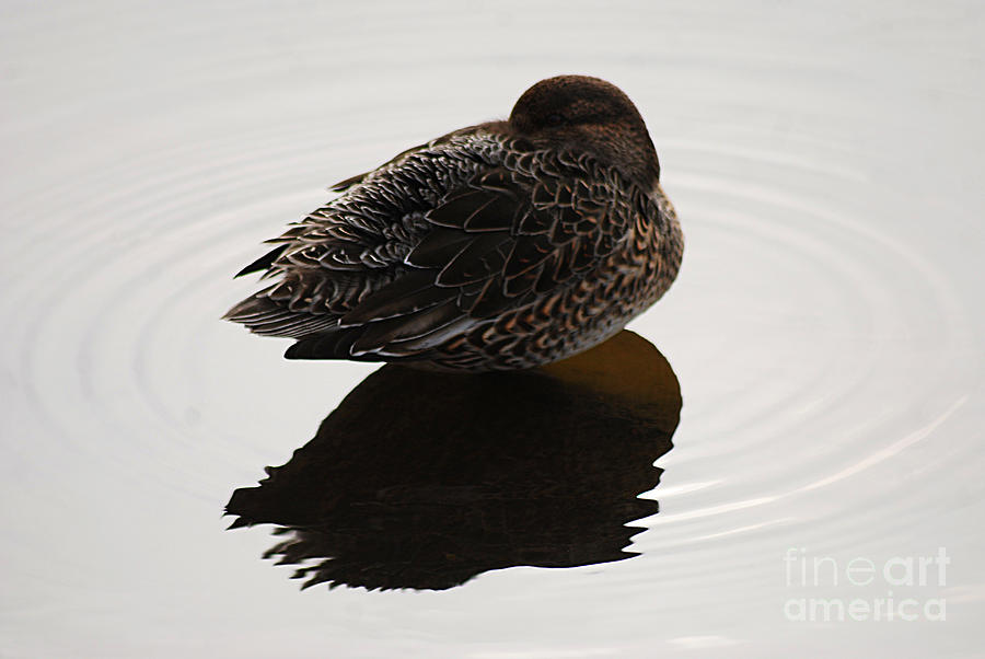 Green-winged Teals 20131220_23 Photograph by Tina Hopkins