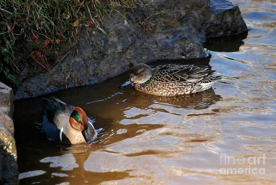 Green-winged Teals 20131224_56 Photograph by Tina Hopkins