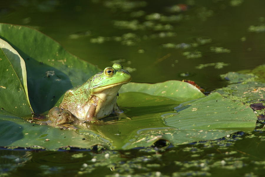 Green With Envy - American Bullfrog Photograph by Bruce J Robinson