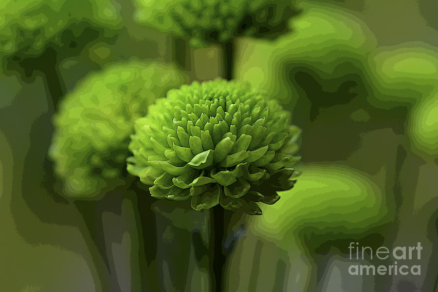 Flower Photograph - Green with envy by Minnetta Heidbrink