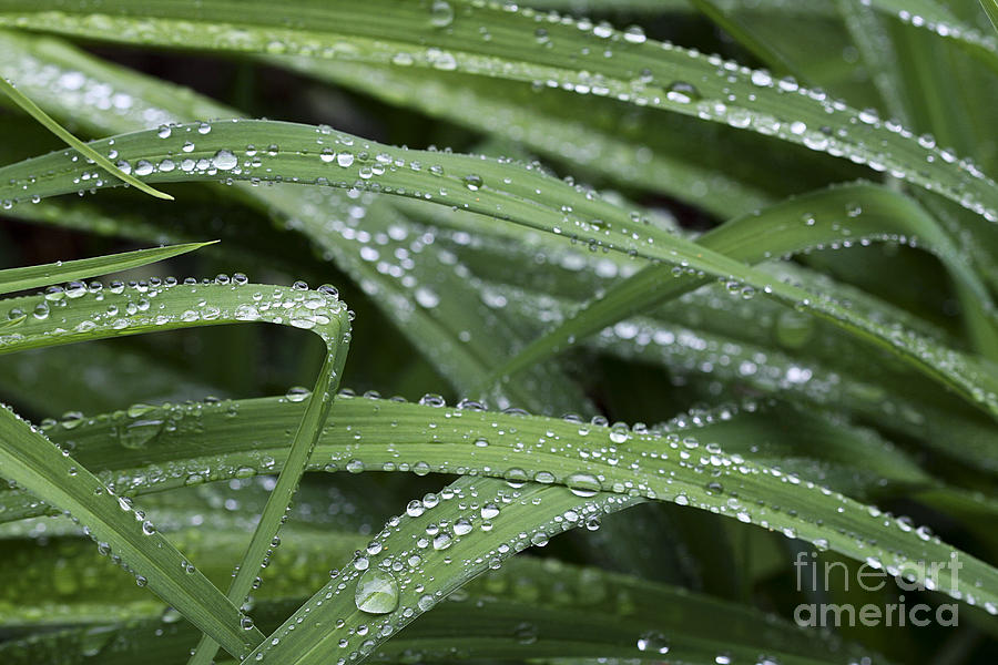 Nature Photograph - Green With Rain Drops by Deborah Benoit