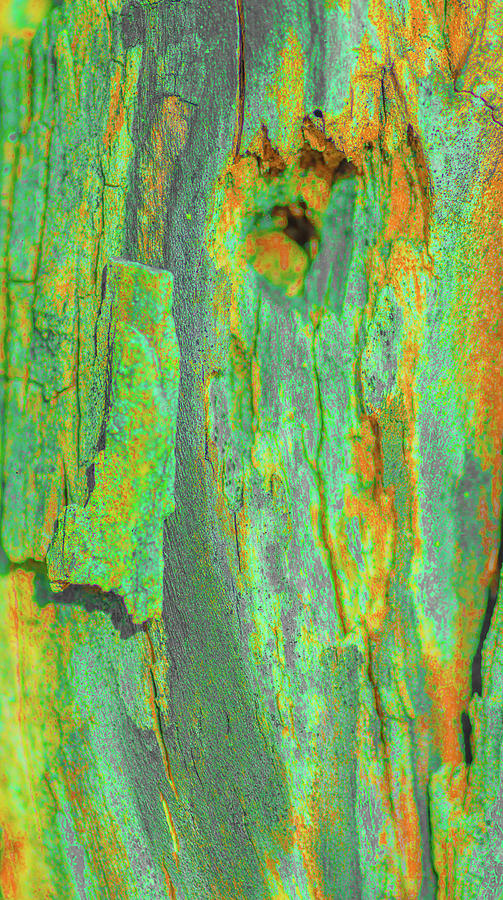 Green Wood Bark Abstract Photograph by Bruce Pritchett