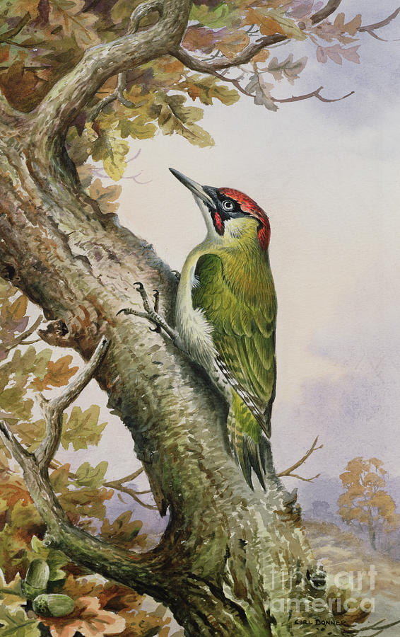 Woodpecker Painting - Green Woodpecker by Carl Donner
