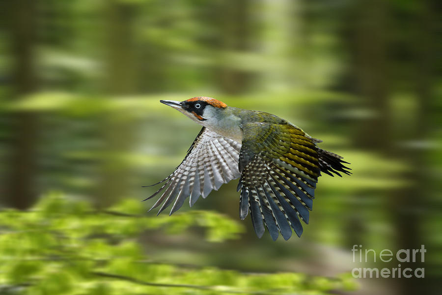 Green Woodpecker in Flight Photograph by Warren Photographic