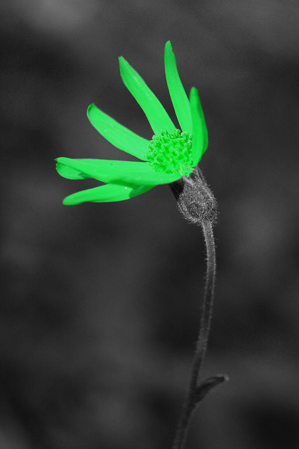 Black And White Photograph - Green9 by Shane Bechler