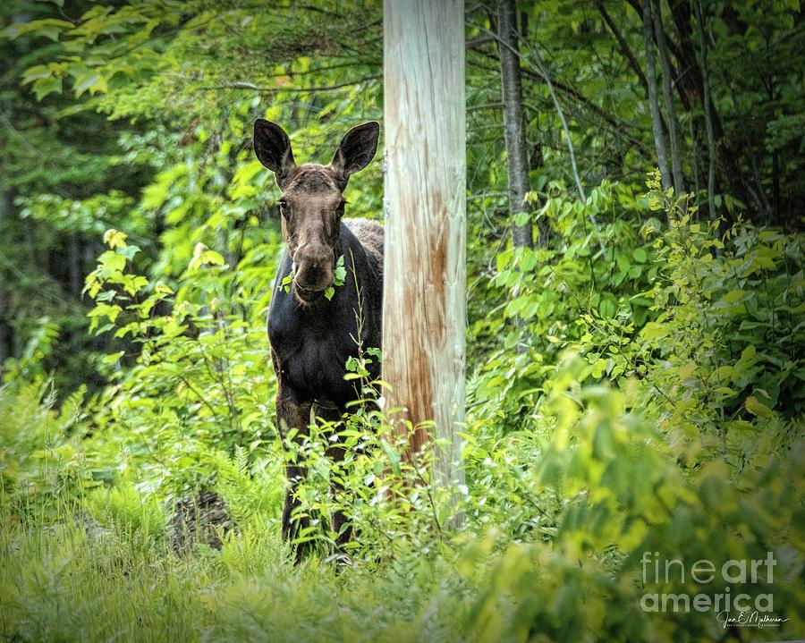 Moose Photograph - Greenage - Its What for Supper by Jan Mulherin