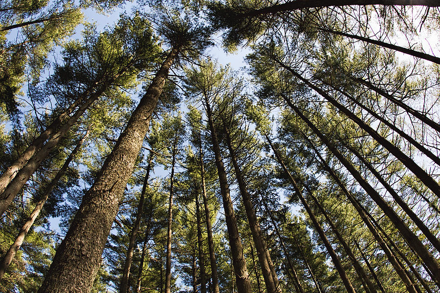 Greenbank Pines Photograph by Kristia Adams
