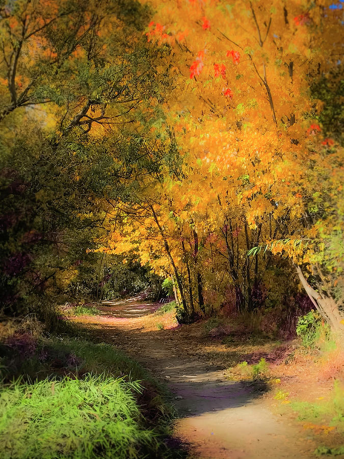 Greenbelt Autumn Photograph by Mark Mille