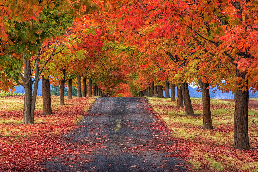 Spokane Photograph - Greenbluff Autumn by Mark Kiver