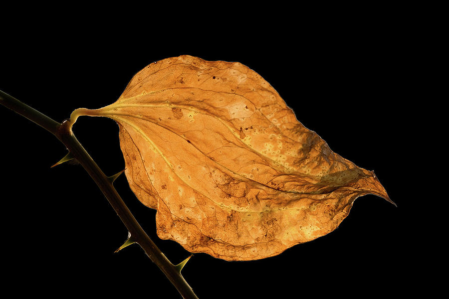 Flowers Still Life Photograph - Greenbriar Undulating Leaf by Douglas Barnett