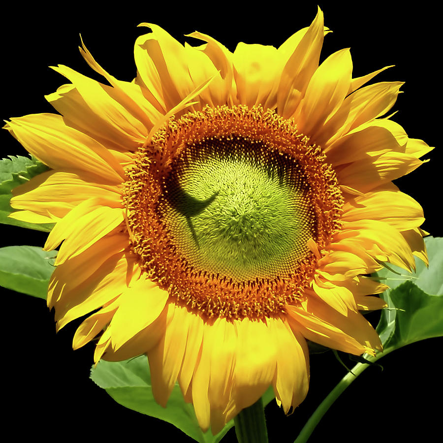 Greenburst Sunflower Photograph by Rona Black