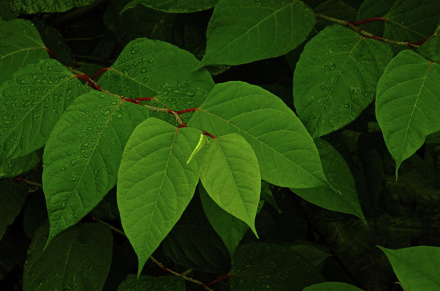 Greenery by Alex Galkin Greenery by Alex Galkin
