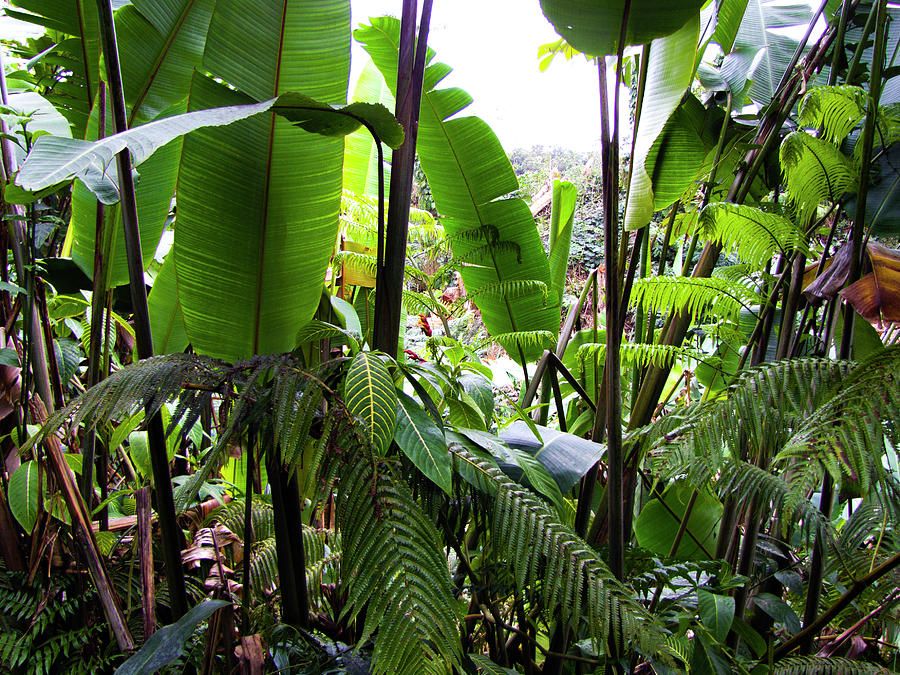 Greenery of Akaka Park Photograph by Phil Welsher