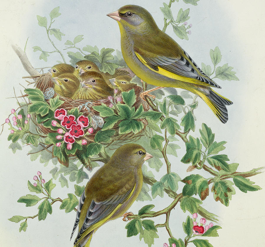 John Gould Painting - Greenfinch by John Gould