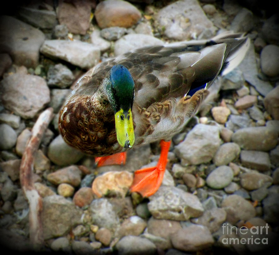 Greenhead Photograph by Colleen Kammerer