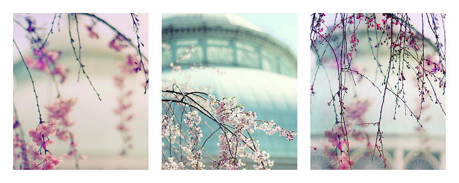 Greenhouse Blossoms Triptych Photograph by Jessica Jenney
