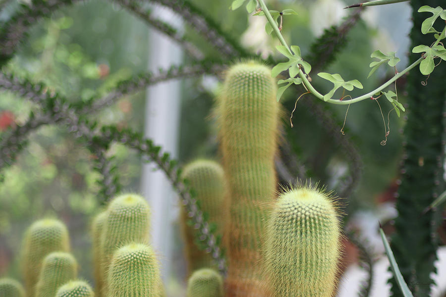 Greenhouse Cacti Photograph by Susan Vineyard
