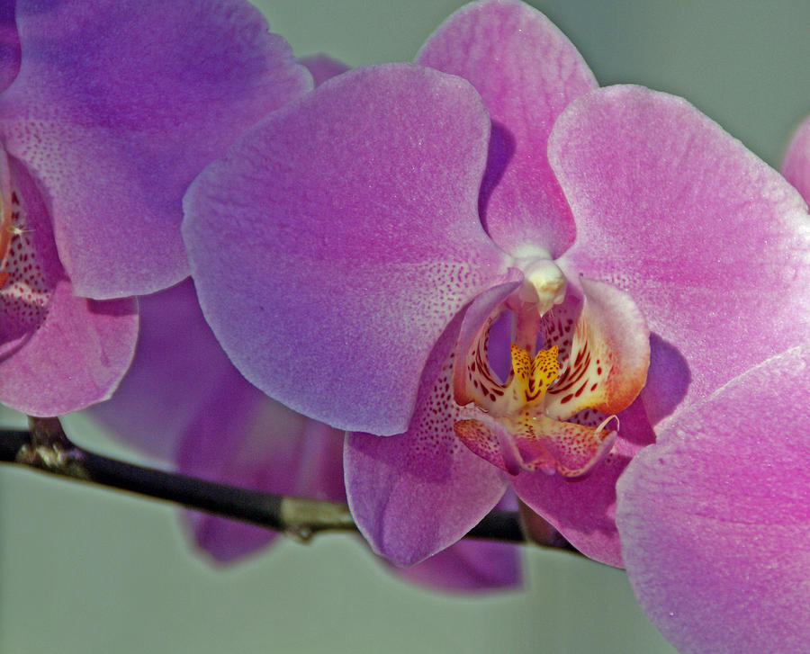 Greenhouse Orchid Trio Photograph by Lynda Lehmann