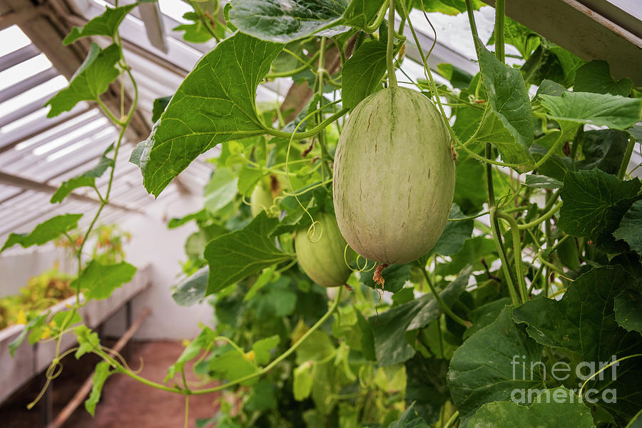 Greenhouse with melons Photograph by Sophie McAulay