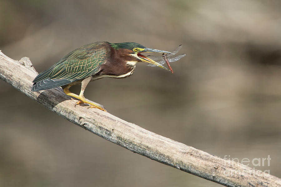 Heron Photograph - Green Heron with Dragonfly by Bryan Keil