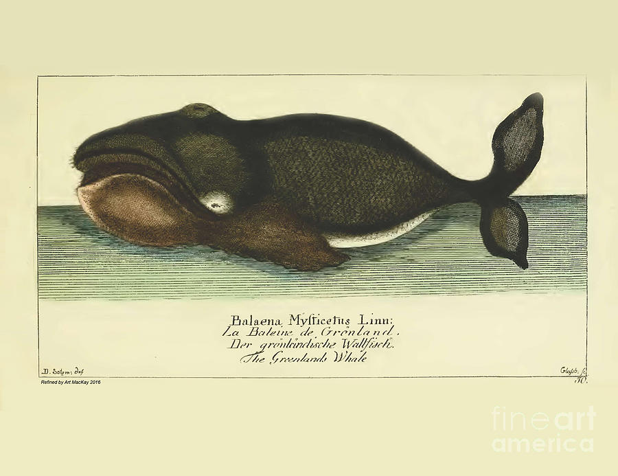 Greenland Whale by G.A. Lange 1780 Drawing by Art MacKay