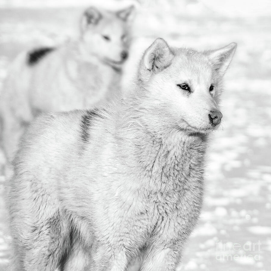Greenlandic Dogs Photograph by Richard Burdon