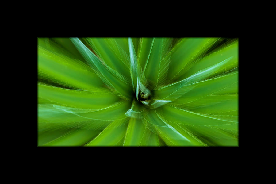 Greens 2 Photograph by Jonathan Nguyen